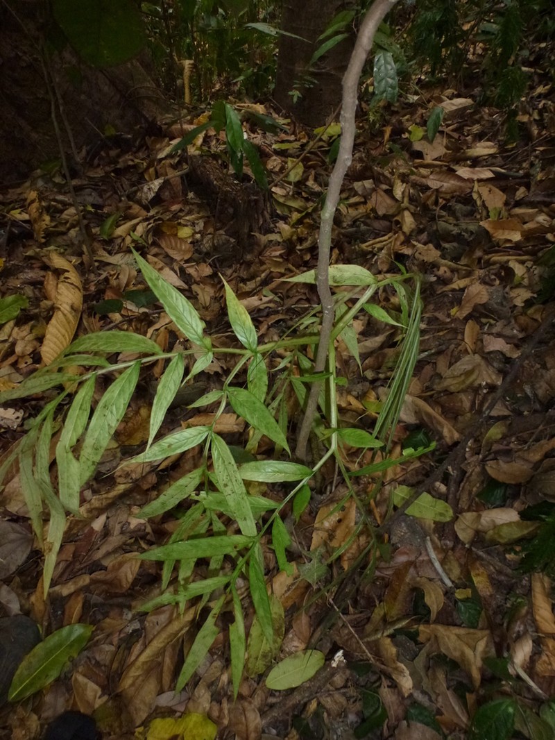 Amorphophallus ardii photo 3