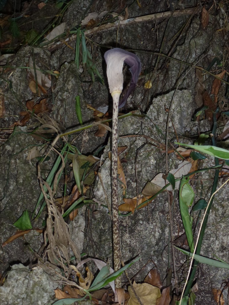 Amorphophallus ardii photo 4