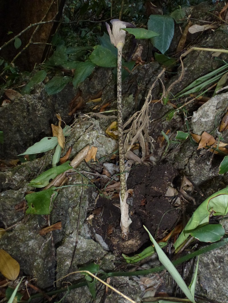 Amorphophallus ardii photo 2