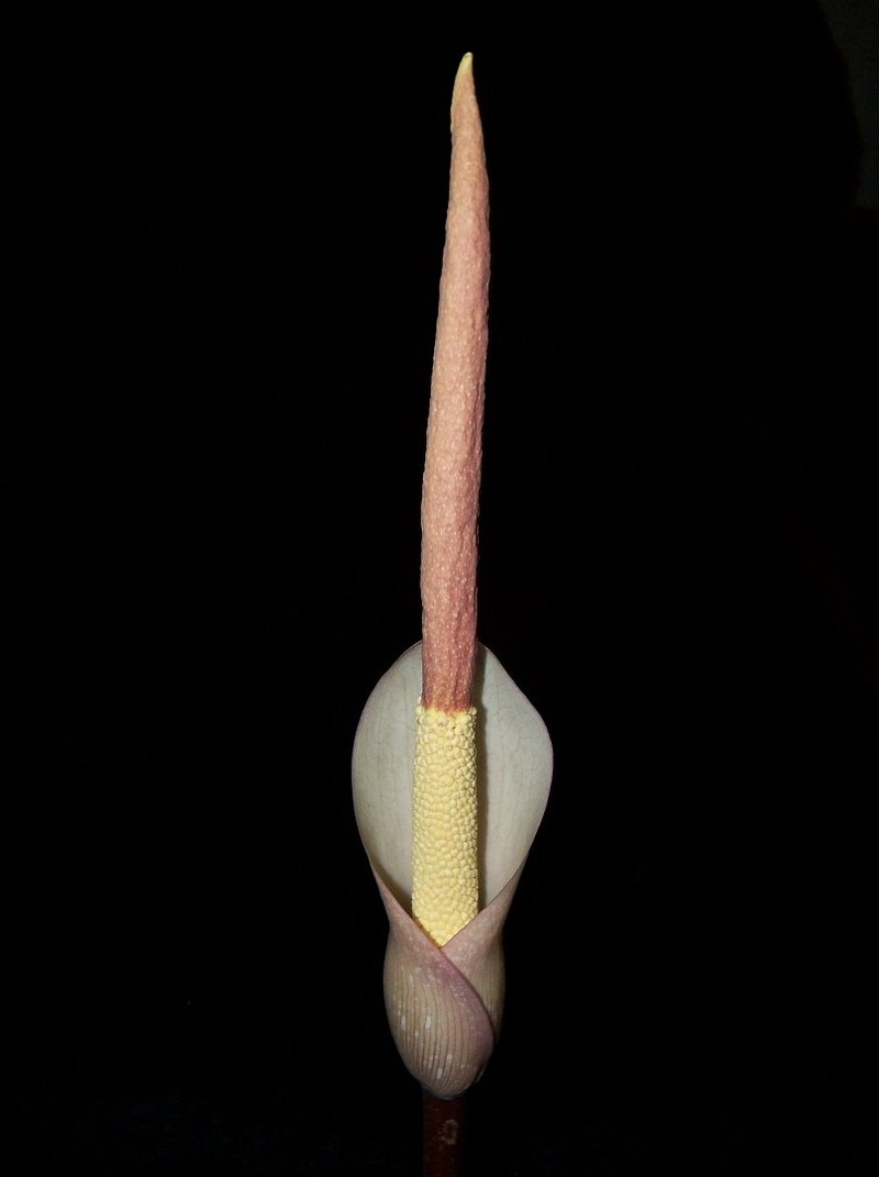 Amorphophallus atroviridis