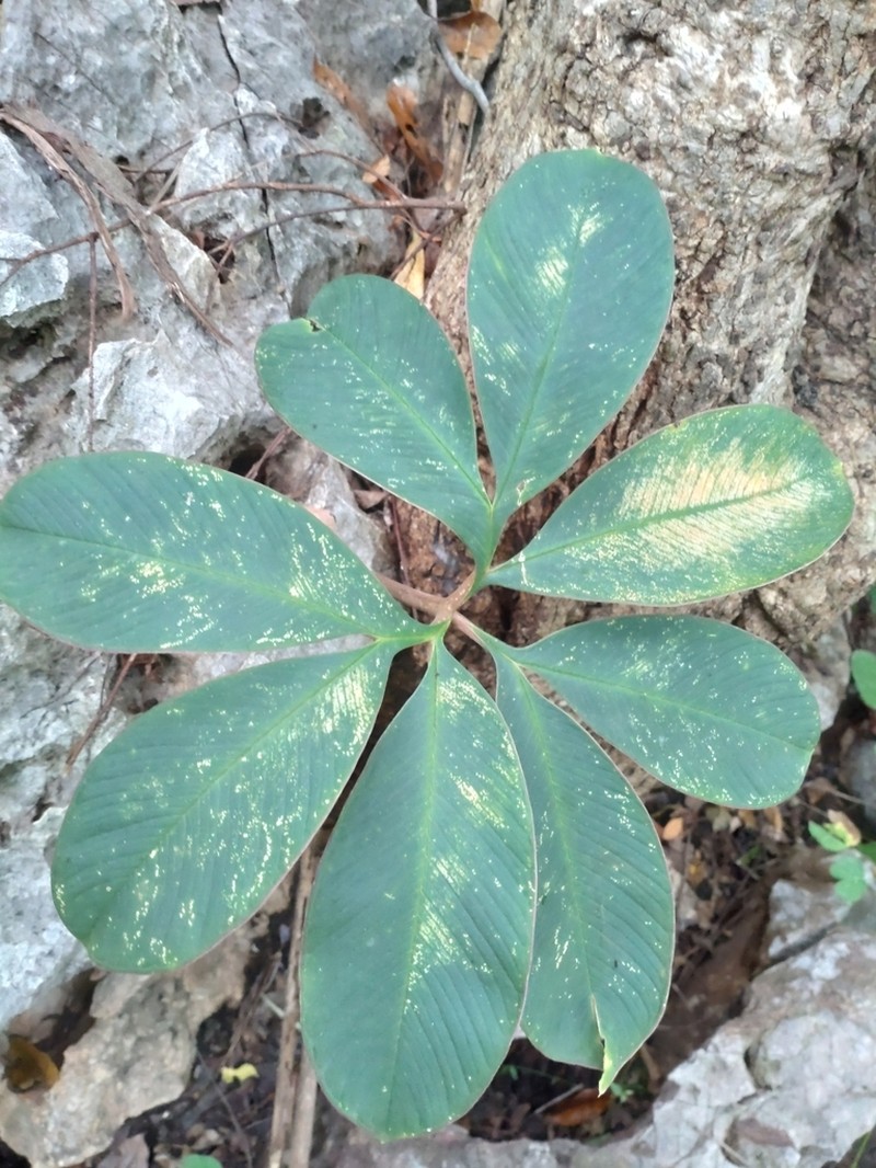 Amorphophallus atroviridis photo 5