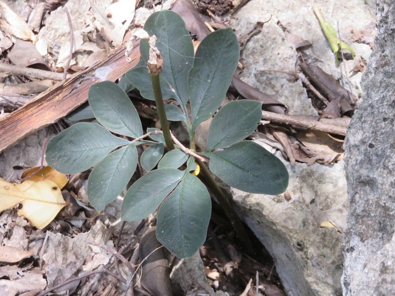 Amorphophallus atroviridis photo 6