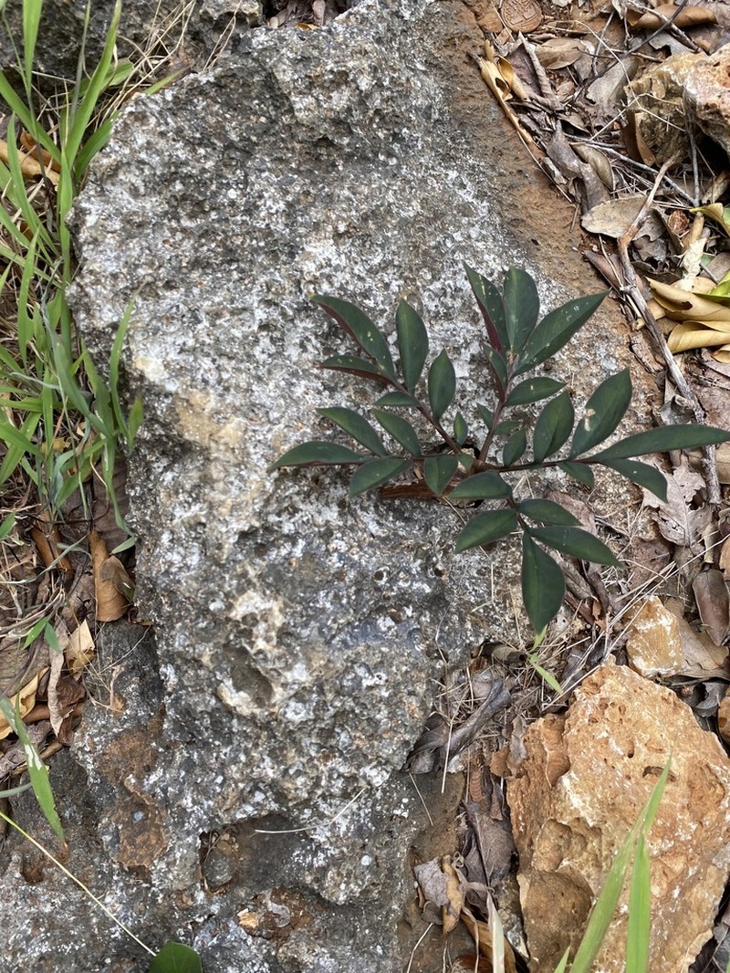 Amorphophallus atroviridis photo 7
