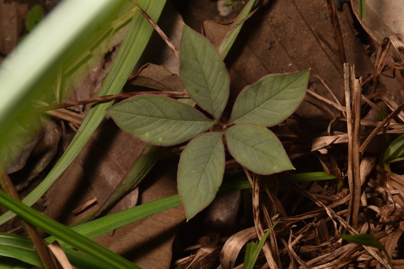 Amorphophallus atroviridis photo 8