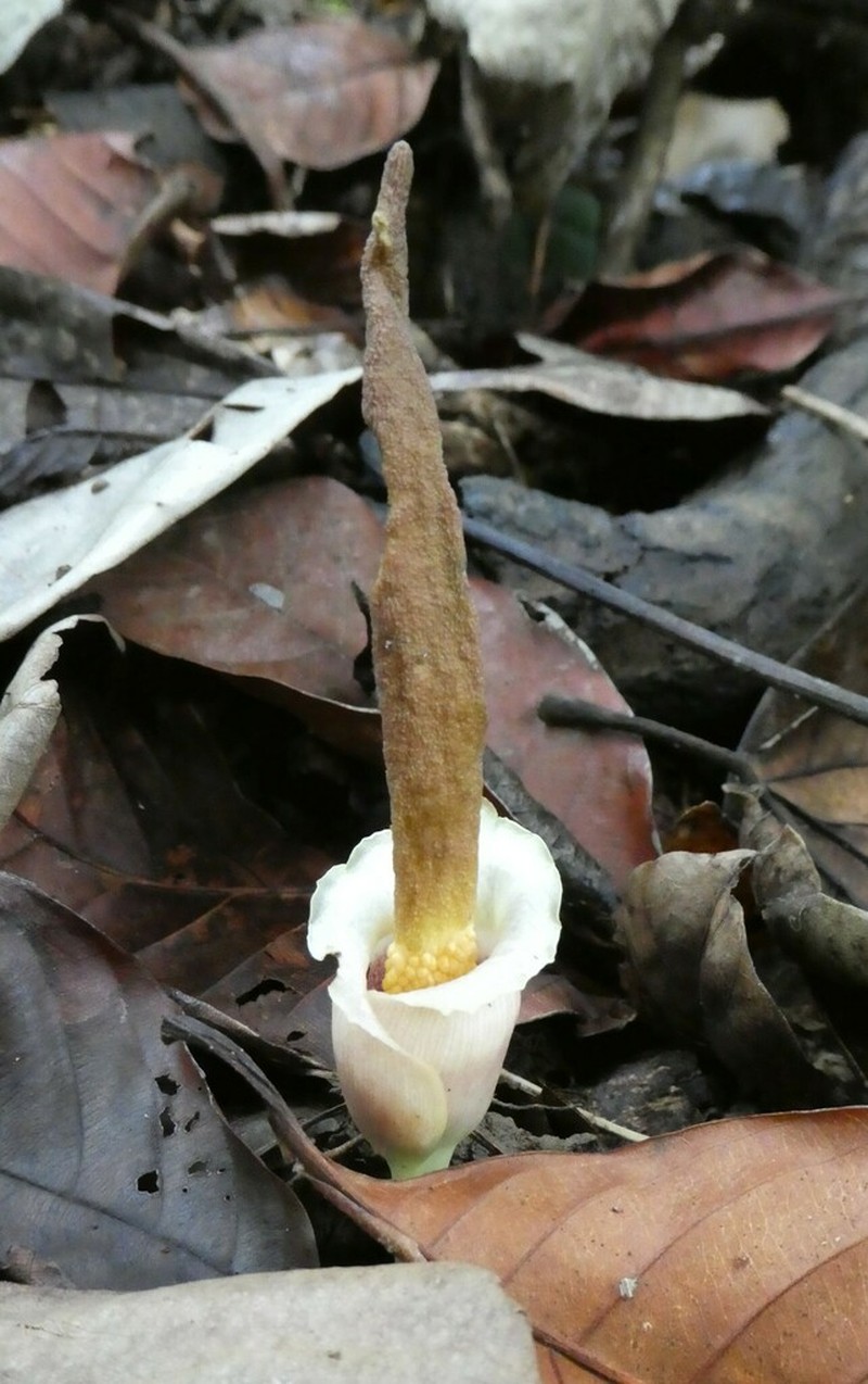 Amorphophallus barthlottii