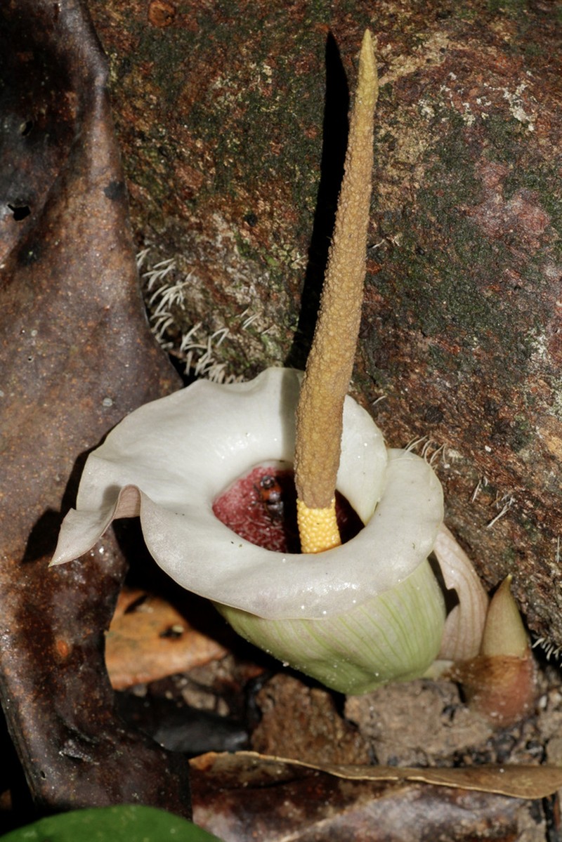 Amorphophallus barthlottii photo 2