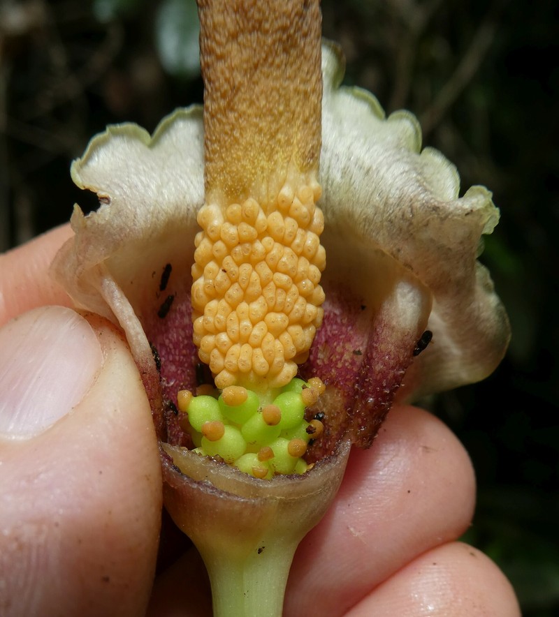 Amorphophallus barthlottii photo 3