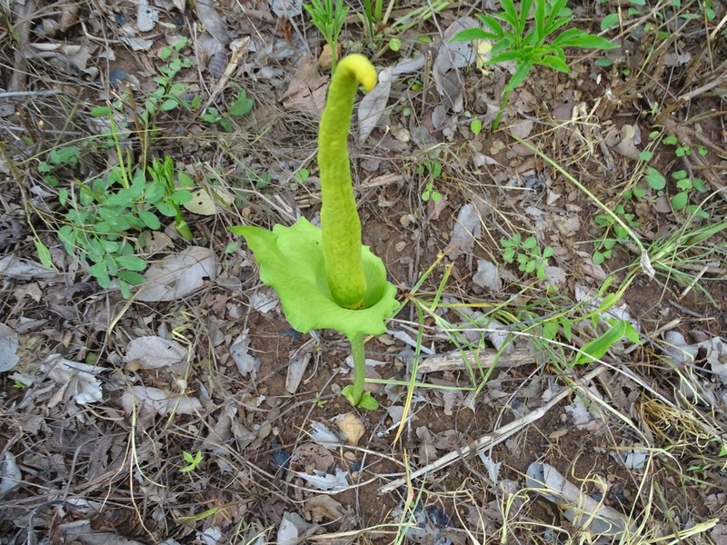 Amorphophallus baumannii