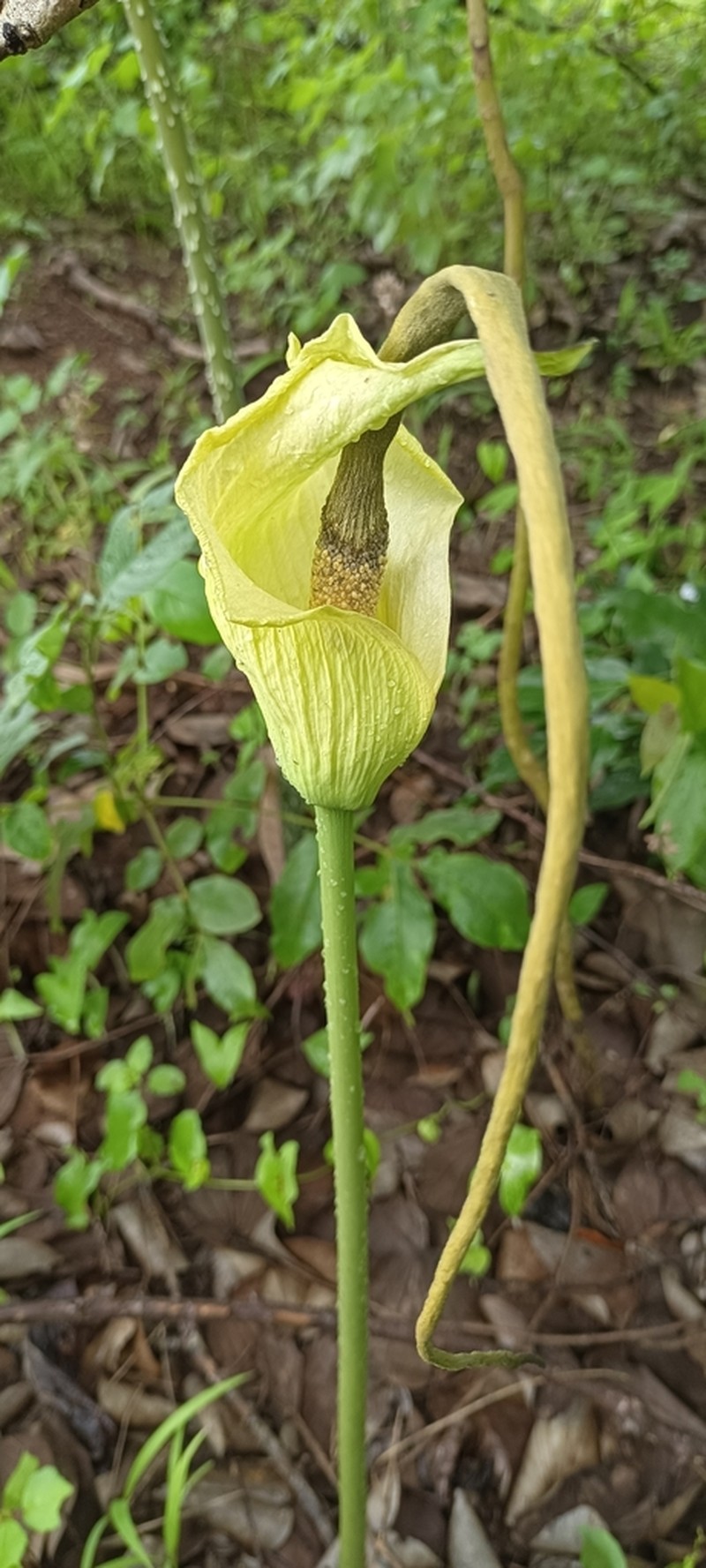 Amorphophallus baumannii photo 4