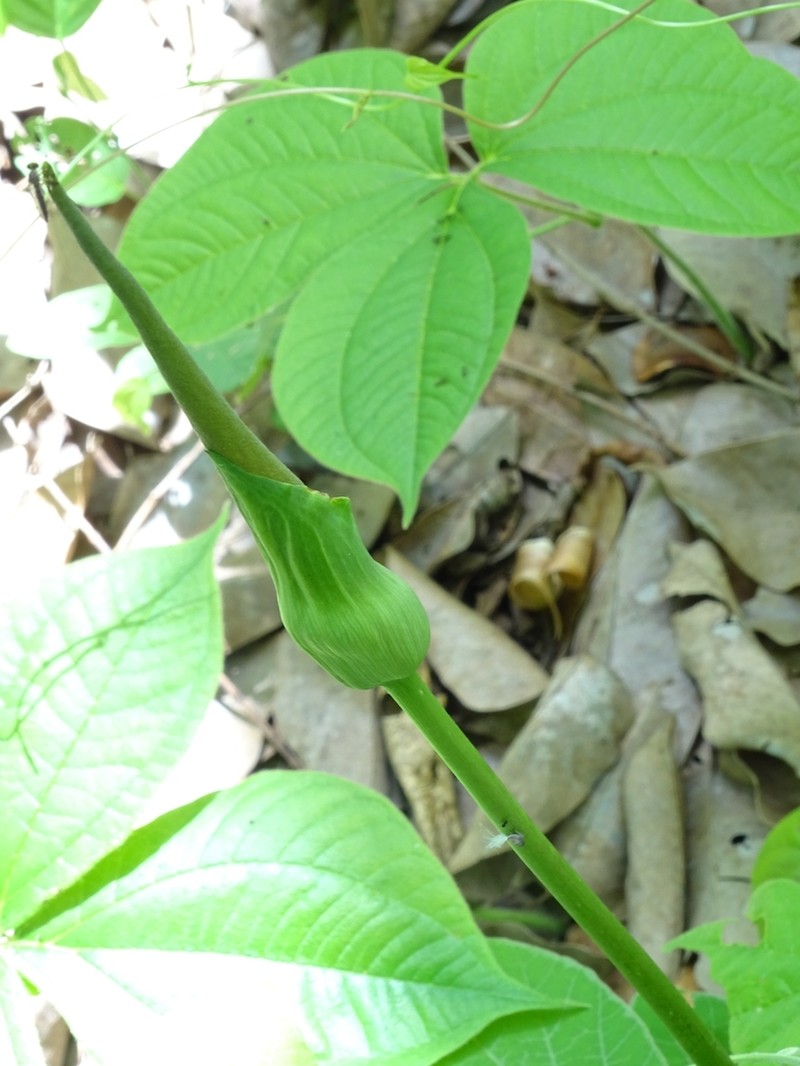 Amorphophallus baumannii photo 5