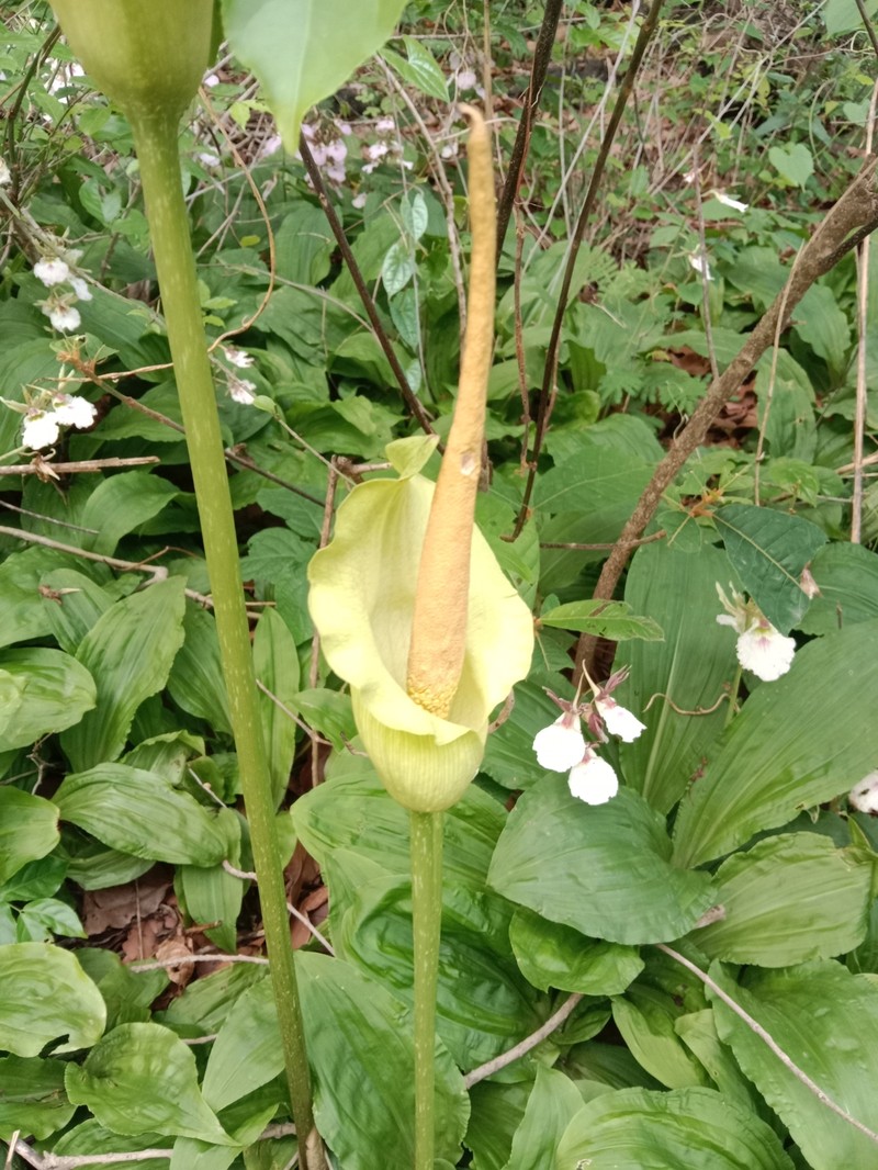 Amorphophallus baumannii photo 6