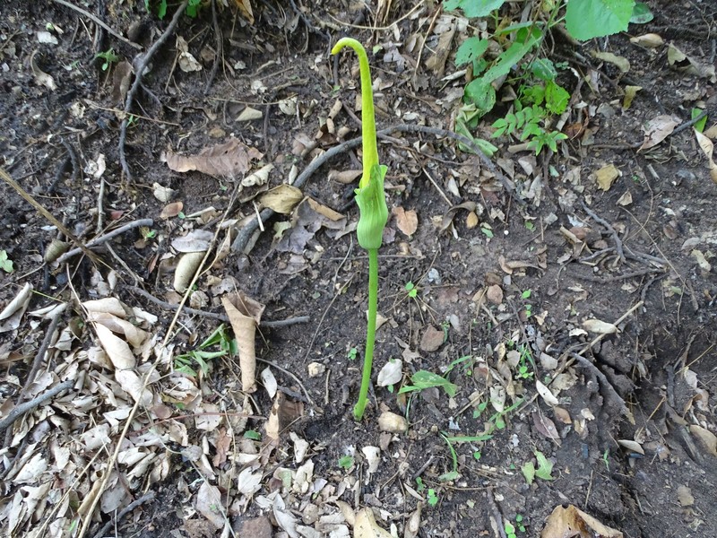Amorphophallus baumannii photo 8