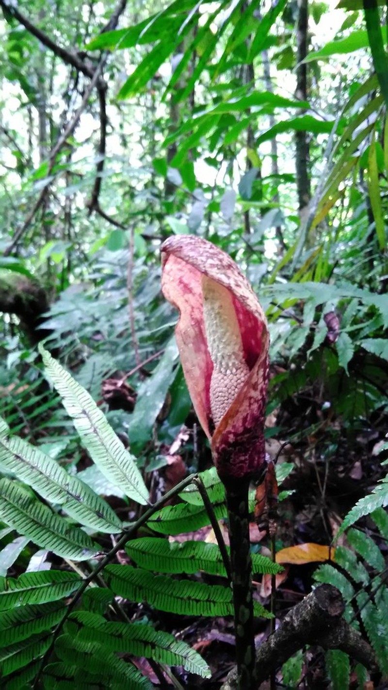 Amorphophallus beccarii