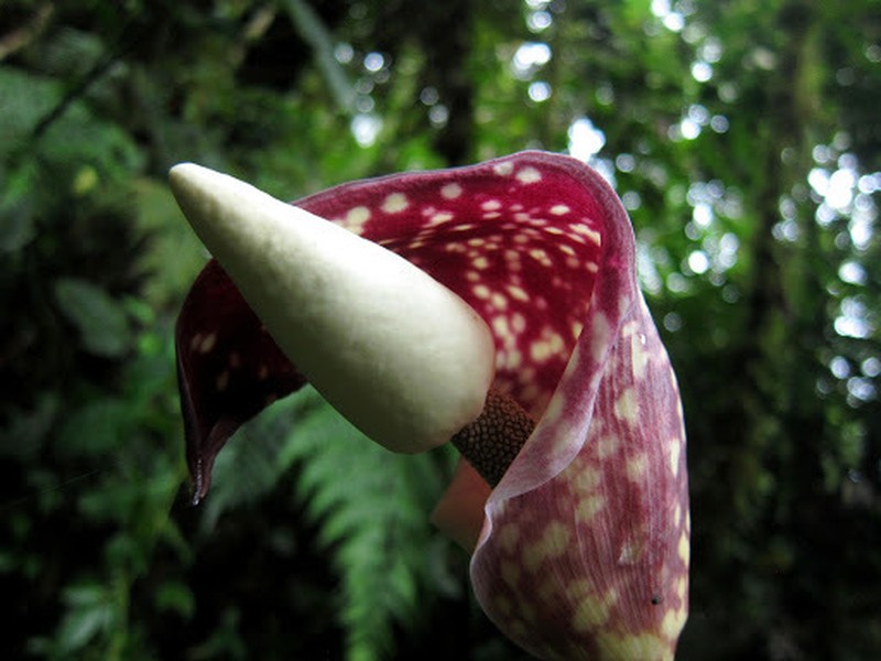 Amorphophallus beccarii photo 2