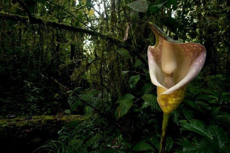 Amorphophallus beccarii photo 3
