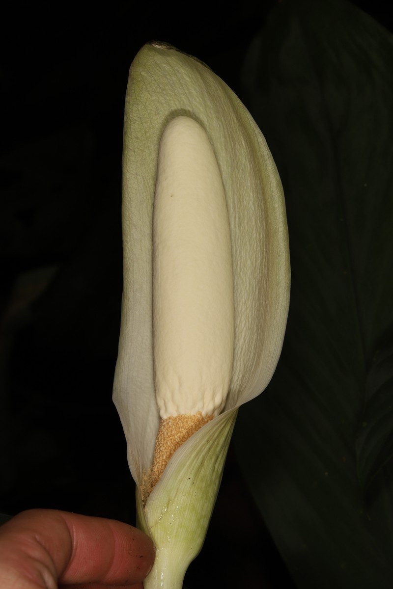 Amorphophallus beccarii photo 5