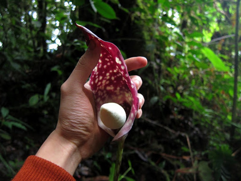 Amorphophallus beccarii photo 7