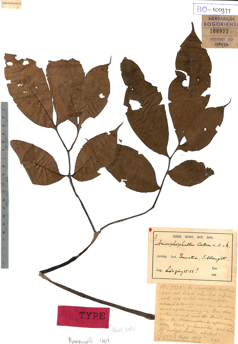 Amorphophallus beccarii photo 8
