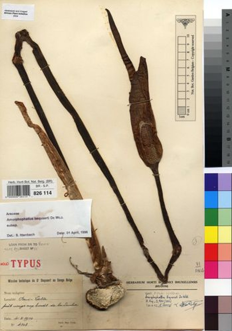 Amorphophallus bequaertii