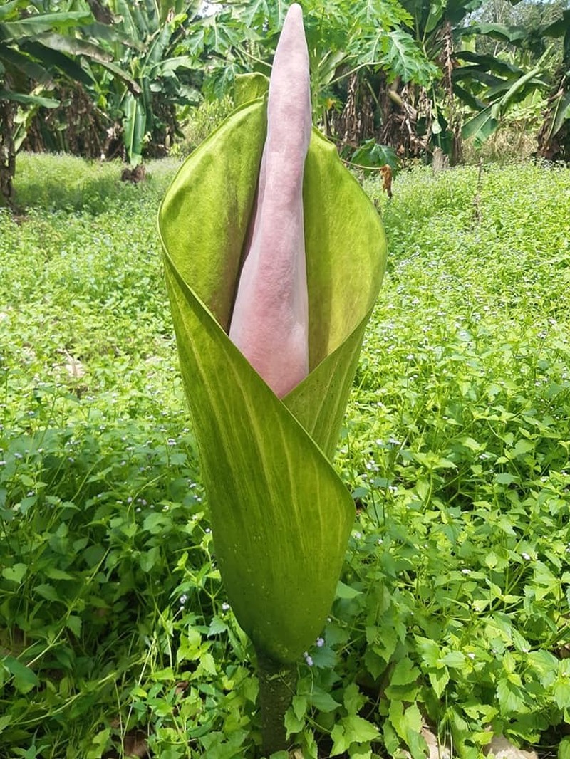 Amorphophallus borneensis
