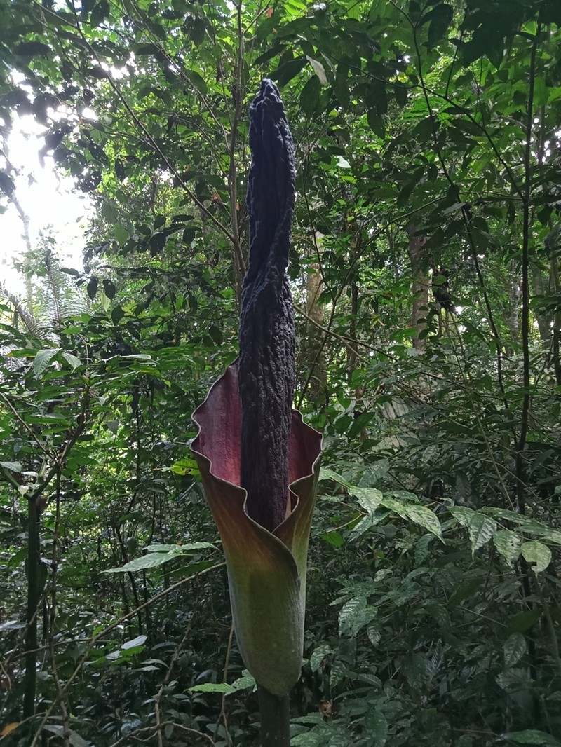 Amorphophallus borneensis photo 2
