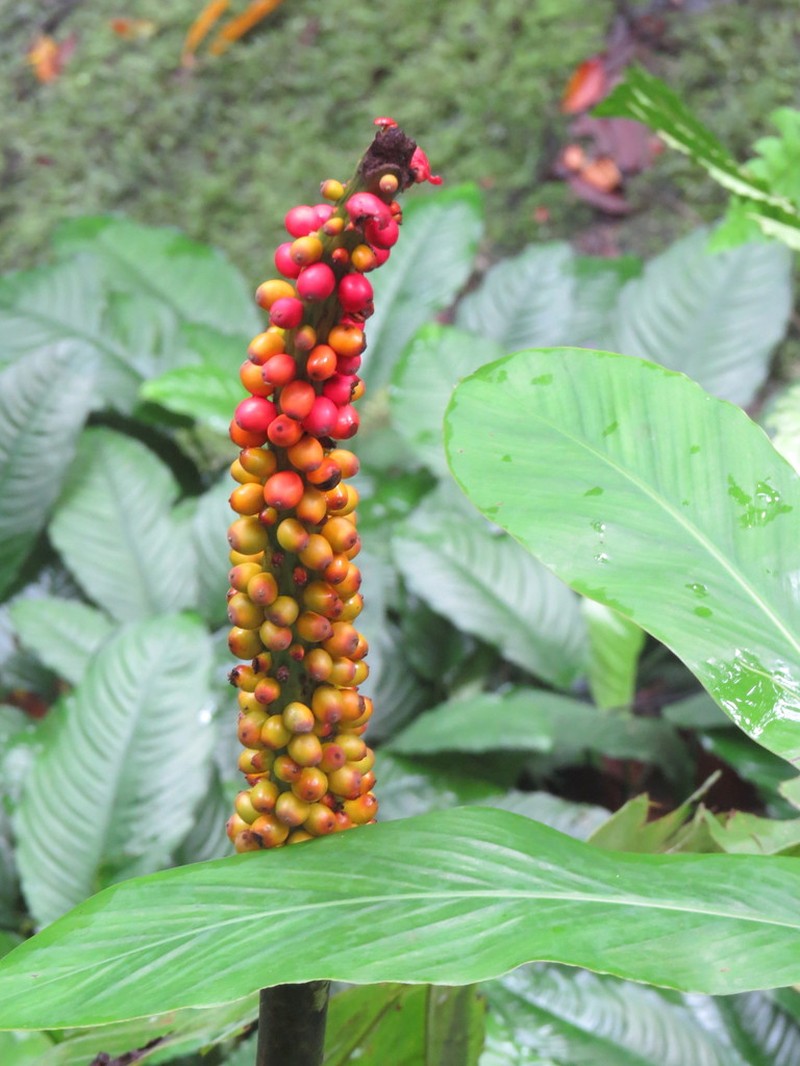 Amorphophallus borneensis photo 3
