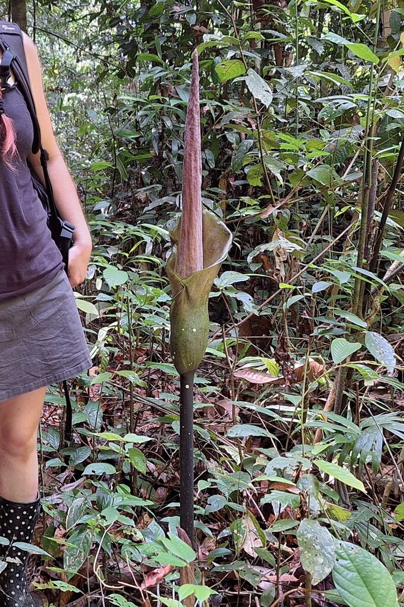Amorphophallus borneensis photo 5