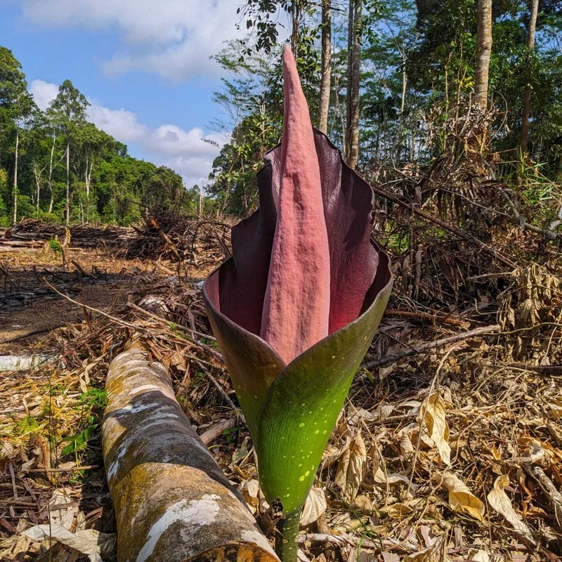 Amorphophallus borneensis photo 7