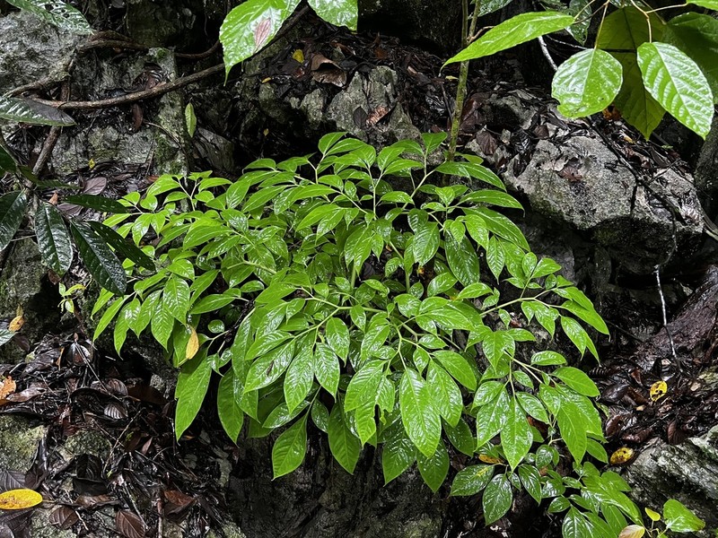 Amorphophallus brachyphyllus