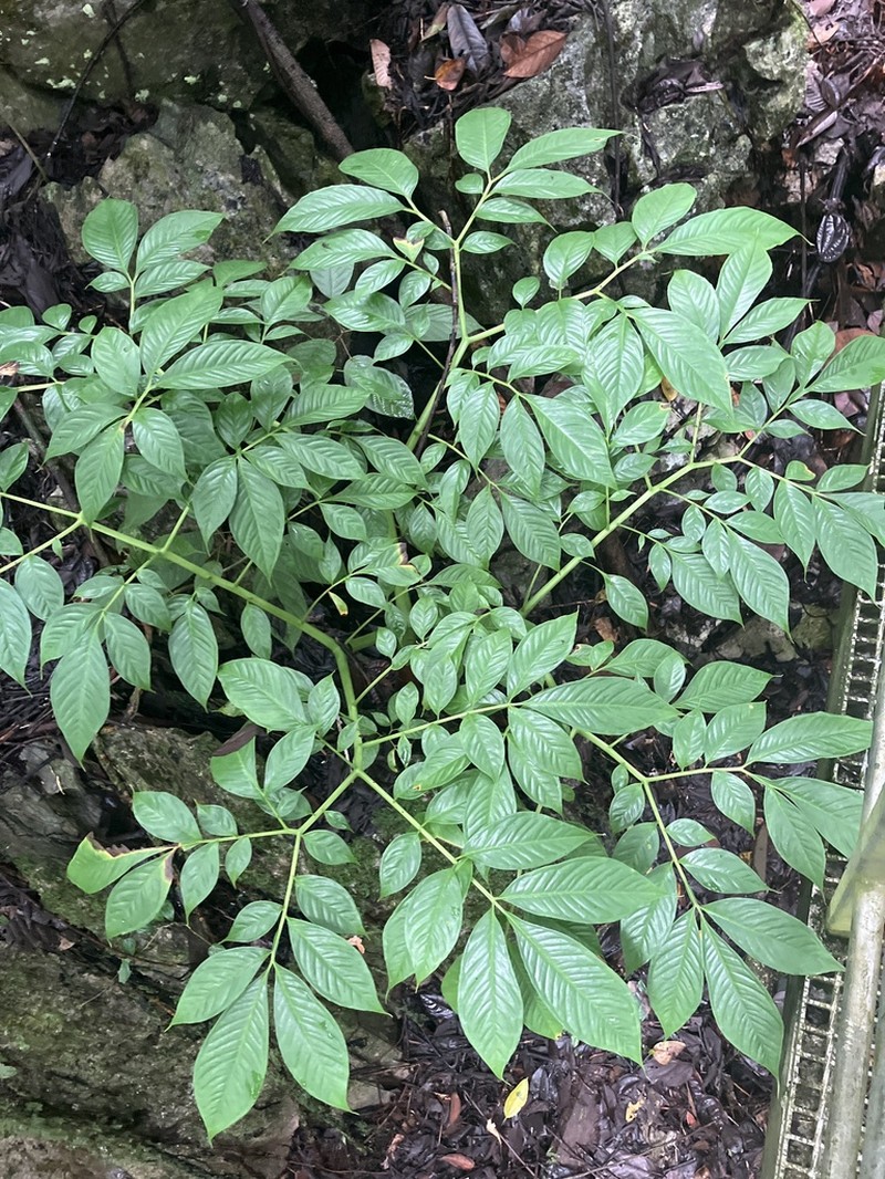 Amorphophallus brachyphyllus photo 2