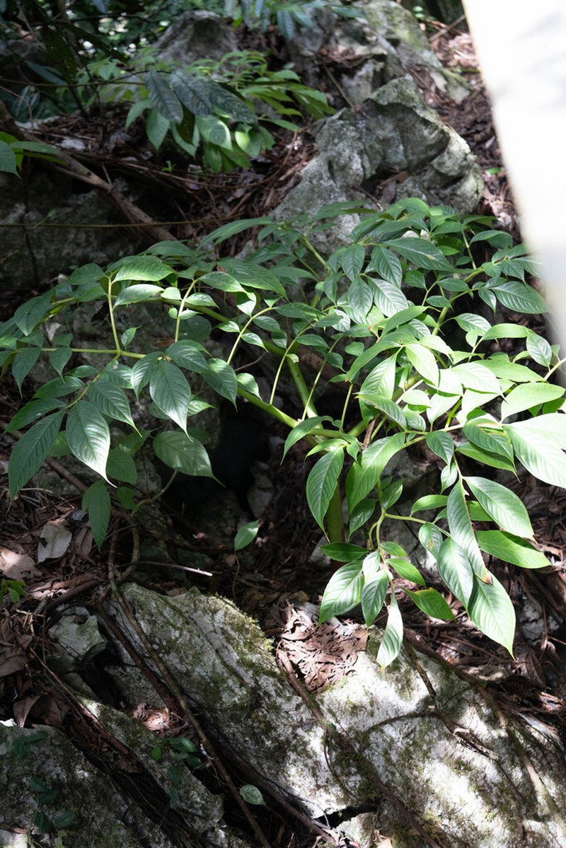 Amorphophallus brachyphyllus photo 3