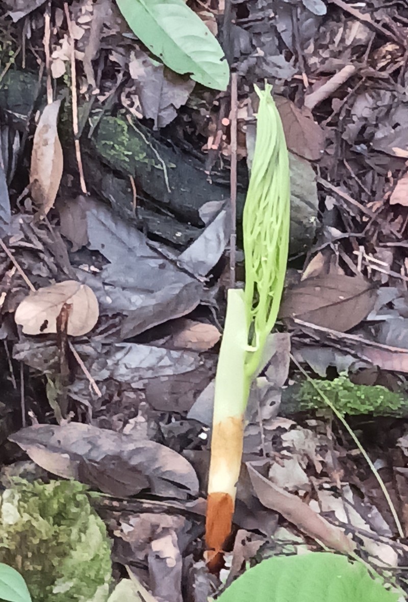 Amorphophallus brachyphyllus photo 4