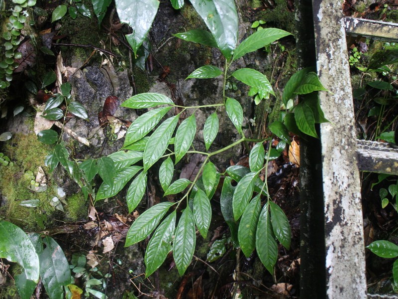 Amorphophallus brachyphyllus photo 5