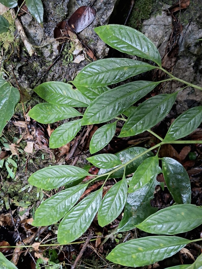 Amorphophallus brachyphyllus photo 6