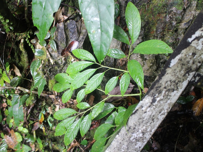 Amorphophallus brachyphyllus photo 7