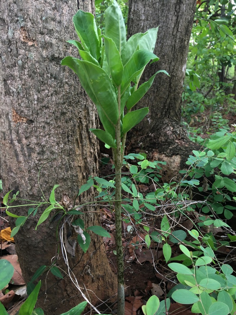 Amorphophallus brevispathus photo 2