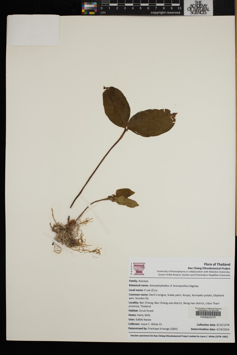 Amorphophallus brevispathus photo 3
