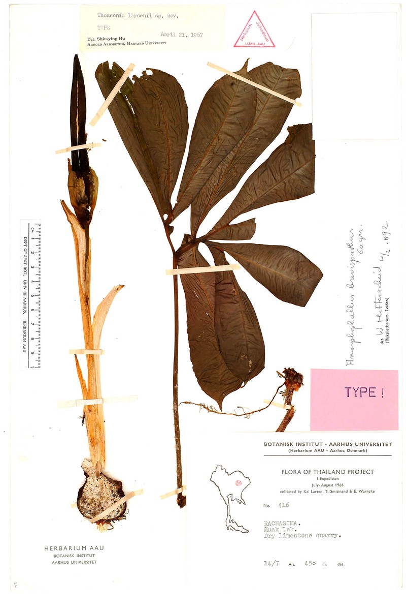 Amorphophallus brevispathus photo 4