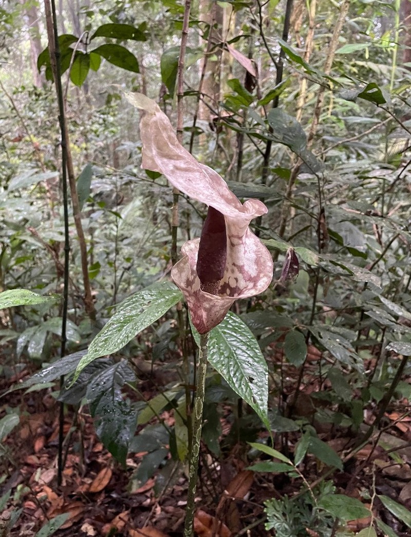 Amorphophallus bufo