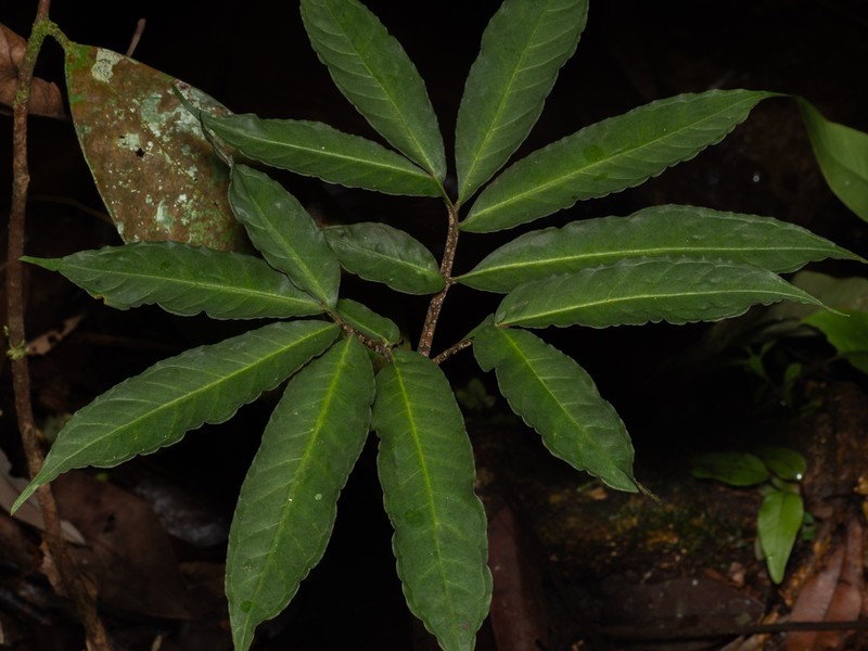 Amorphophallus bufo photo 2