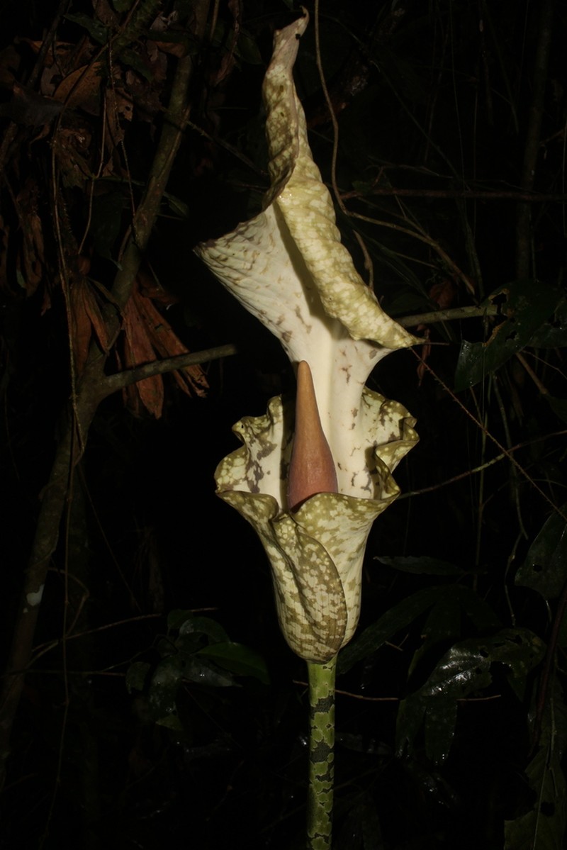 Amorphophallus bufo photo 3