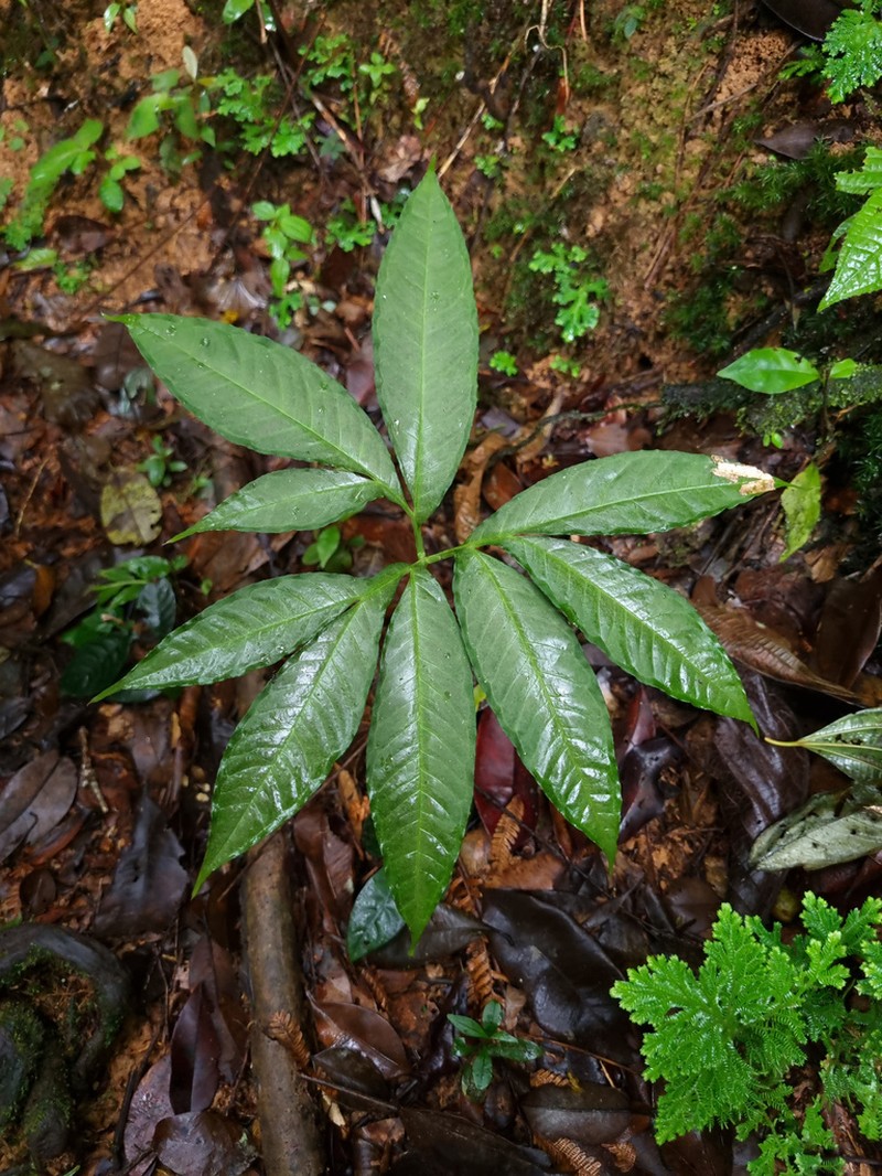 Amorphophallus bufo photo 4