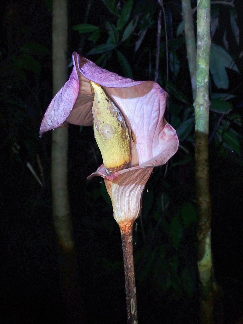 Amorphophallus bufo photo 5