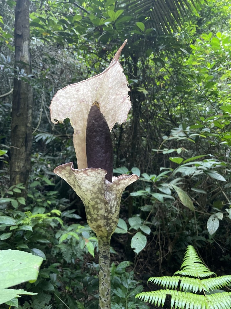 Amorphophallus bufo photo 6