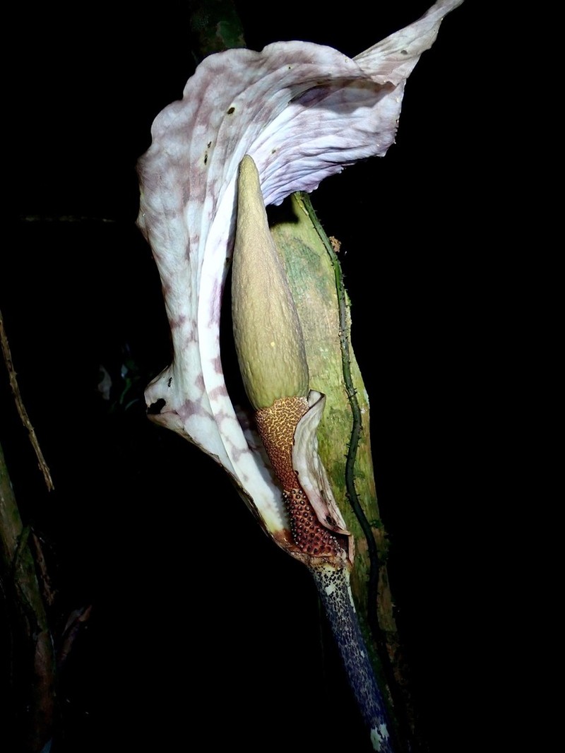 Amorphophallus bufo photo 7