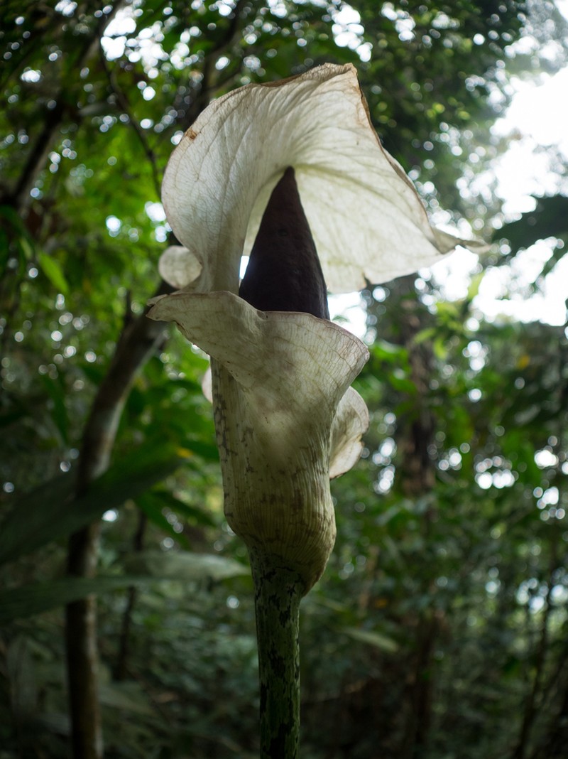 Amorphophallus bufo photo 8