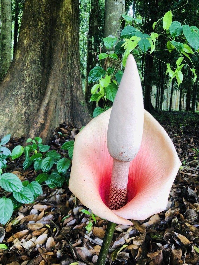 Amorphophallus bulbifer photo 2