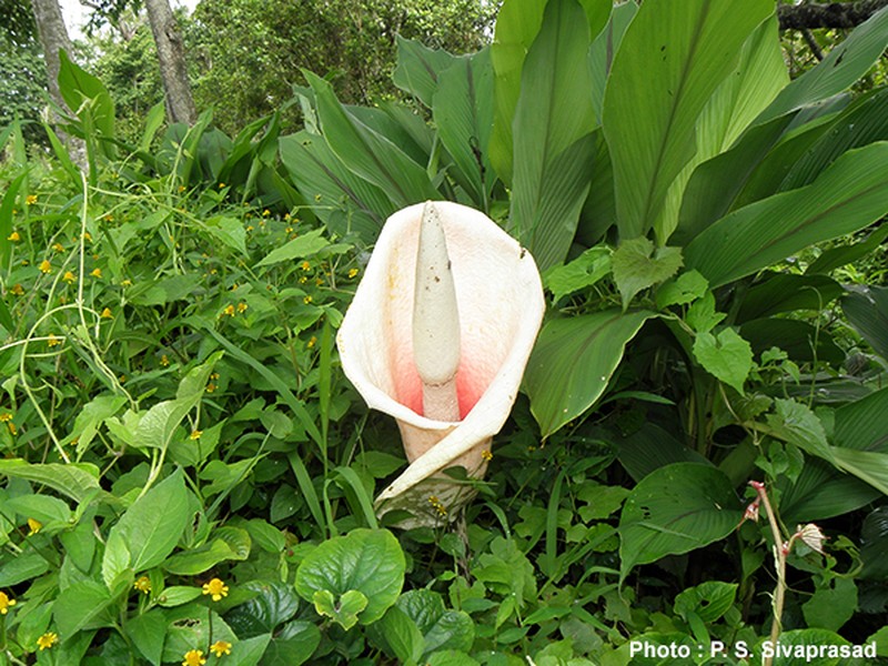 Amorphophallus bulbifer photo 3