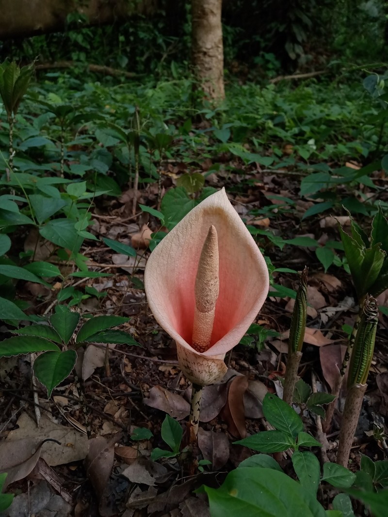 Amorphophallus bulbifer photo 4