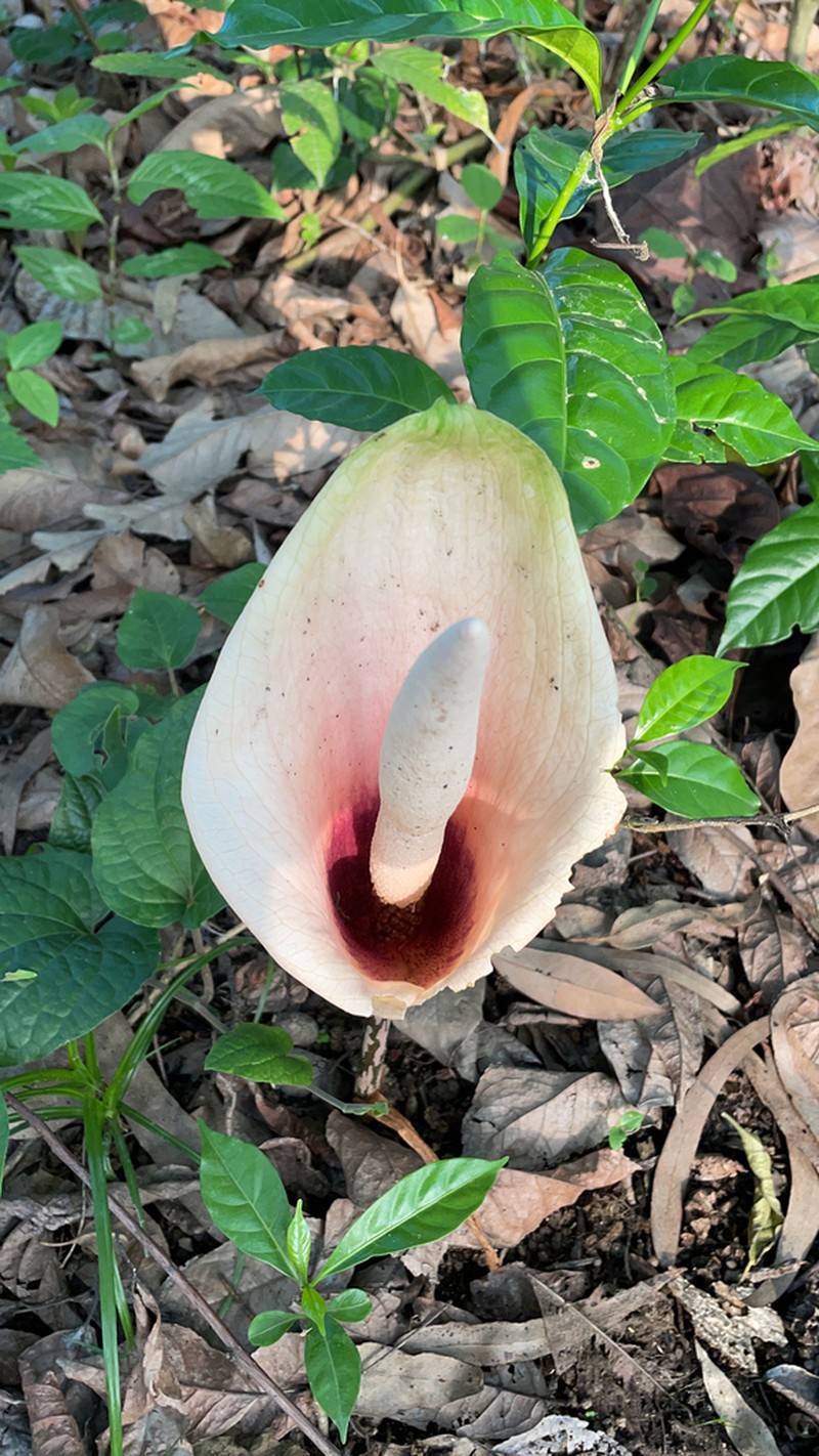 Amorphophallus bulbifer photo 5